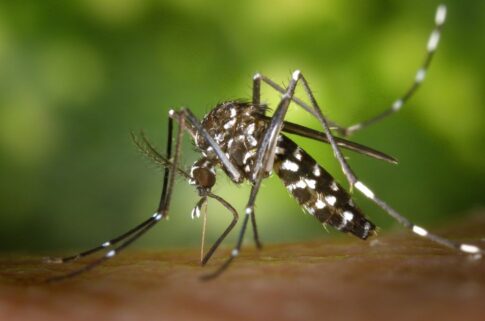 Salta: no hay lucha contra el avance del dengue con un gobierno ajustador
