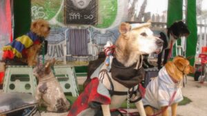 La Boca: Jorge Macri desaloja un refugio de perros