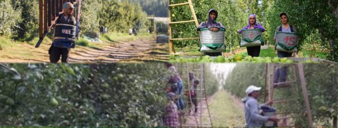 Río Negro y Neuquén: la Cafi propone unos miserables $5.000 de aumento por día para miles de rurales y en plena cosecha