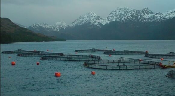El gobernador Melella, los libertarios y el peronismo habilitan las salmoneras en Tierra del Fuego