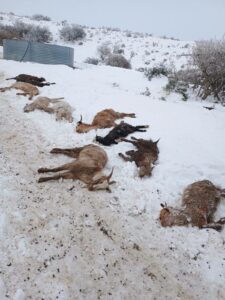 Neuquén: crianceros y productores en crítica situación