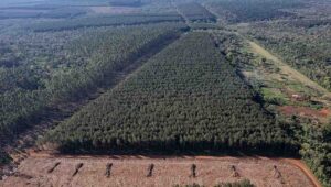 Misiones: tierra para la forestal Arauco sí, para las comunidades originarias nada