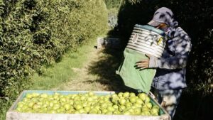 Descripción de la imagen