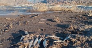 Descripción de la imagen