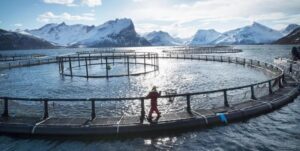 Alerta y reclamos por el megaproyecto salmonero en las Malvinas